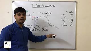 T cells activation by Dr Vipin Tyagi [upl. by Quita972]