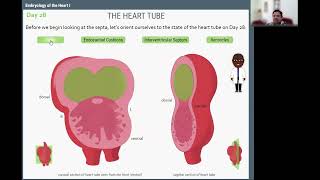 Heart Embryology Part 2 [upl. by Ayrad]