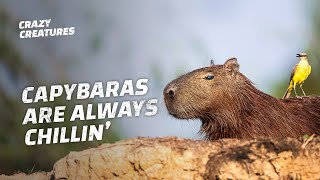 Capybaras the Largest and ‘Chillest’ Rodents in the World [upl. by Pussej]