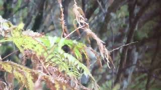 Red breasted Flycatcher and Wren 18 October 2024 [upl. by Seditsira]