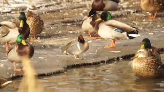 Greenwinged teal  Grenadier Pond High Park Toronto [upl. by Naujaj283]