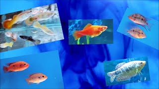 Using Methylene Blue in freshwater fish tank  treating aquarium fish disease with medication [upl. by Omsare]