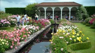 David Austin Rose Garden [upl. by Iluj]