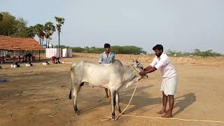 532019 Pallapatti jallikattu kaalai training [upl. by Strait249]