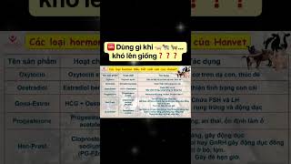 🆘 Dùng gì khi lợn bò dê 🐖🐄 🐐… khó lên giống❓❓❓ hanvettv hanvet hormon sinhsan progesterone [upl. by Lanie]