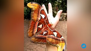 Attacus atlas the amazing butterfly that disguises itself as a snake [upl. by Groot]