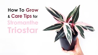 How to grow Stromanthe sanguinea Stromanthe triostar care for indoor [upl. by Ardelis]