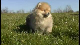 Nos chiots spitz nains [upl. by Lorrad]