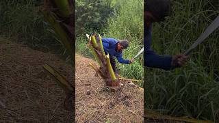 Cutting Young Coconut Tree For Food [upl. by Halla]