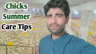 How To Take Care Of Chicks in Summer season  Broiler control shed tips [upl. by Yknarf679]