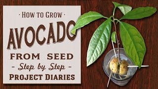 ★ How to Grow Avocado from Seed A Complete Step by Step Guide [upl. by Onida898]