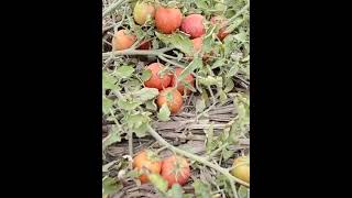 Tomato Growing agriculture tomato tomatoes tomatoplants trending farming farminglife [upl. by Magdalen]