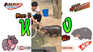 หลายคนตามหาในTikTok  มะมะมะหมูเด้ง MooDeng  Vแดนซ์ เบสหนักๆ Dj Lawee Remix [upl. by Zobe]