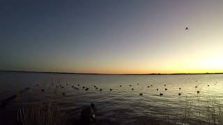 2 for 2 on greenheads BLIND [upl. by Cobby742]