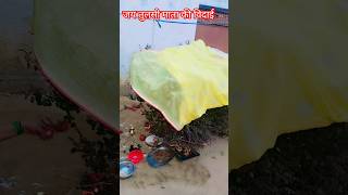 Jai Tulsi Mata 🙏🏻🙏🏻tulsivivaah tulsivivah motivation tulsivivahkatha [upl. by Elvah673]