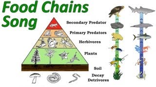 Food Chains Mr Ws Trophic Levels and Pyramid of Energy Song [upl. by Reibaj]