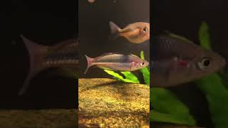 Australian native rainbow fish￼ rainbowfish aquarium fish [upl. by Anilrats]