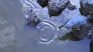 Clever bird fishing using bait to catch fish in Mauritius water park [upl. by Mandal904]