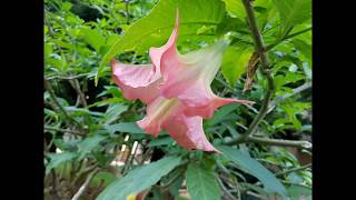 Engelstrompete Brugmansia suaveolens [upl. by Sue]