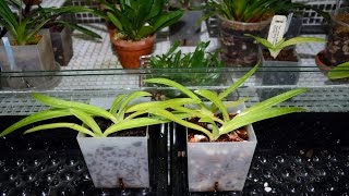 Orchiata vs fir bark mix for paphiopedilum seedlingsexperiment [upl. by Arnold]