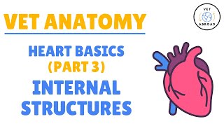 Basic Anatomy Of The Heart Part 3  Internal Structures [upl. by Irdua]