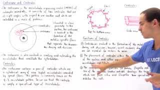 Centrosome and Centrioles [upl. by Nonarb644]