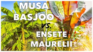 Musa Basjoo vs Ensete Ventricosum Maurelii  How to Grow Banana Plants in UK Tropical Gardens [upl. by Arie743]