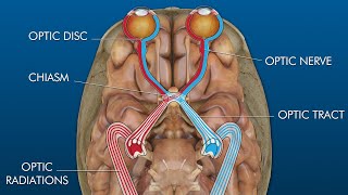 eye to brain connection visual pathway [upl. by Gnemgnok706]