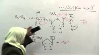 3 المكونات الكيميائية لجزيء الـ ARN  علوم الثالثة ثانوي [upl. by Evan]