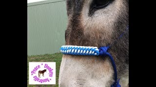 How to make a zipper sinnet paracord noseband for rope halter for horse or donkey [upl. by Neelahs]