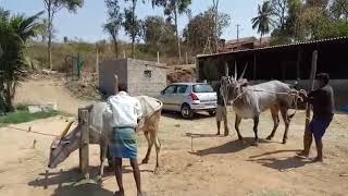 Kadushivanahalli hallikar bull mating [upl. by Eliath884]