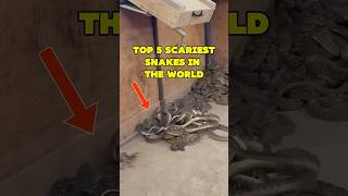 Top 5 VENOMOUS Snakes In The Worlds animals snake [upl. by Ellirehs536]