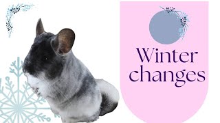 How Winter Affects Chinchilla Behavior What You Need To Know [upl. by Oivalf]