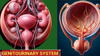 Genitourinary system classification disease and treatment [upl. by Sachsse]