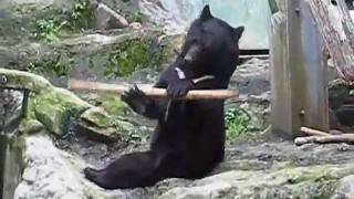 KUNG FU URSO [upl. by Pearse]