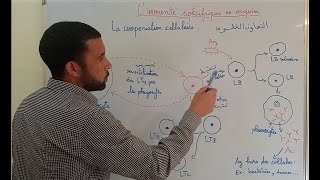 Résumé  limmunité spécifique ou acquise  المناعة النوعية أو المكتسبة [upl. by Chard]