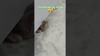 meow catsound catvideos persiancatvideo [upl. by Hairam]