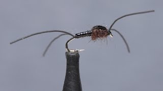 Early Black Stonefly Nymph [upl. by Alit]