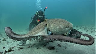 Proyecto ECOSUMA Monitorización espacial y temporal del pulpo común en las Islas Cíes [upl. by Annayd]