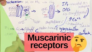 Muscarinic Receptors  Cholinergic receptors  PHARMACOLOGY [upl. by Nhojleahcim]