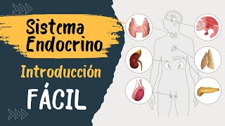 ✅ SISTEMA ENDÓCRINO  Explicado FÁCIL  Glándulas y hormonas [upl. by Vod842]