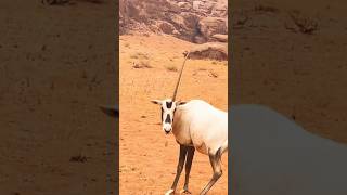 Onehorned Arabian oryx 🧐shorts oryx akfunn animalspets [upl. by Ginni]