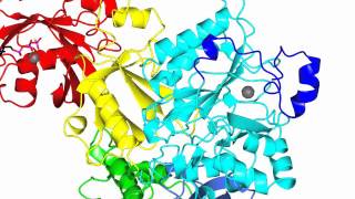 Phospholipase C beta activation Rac1 and Gqalpha [upl. by Elehcin]