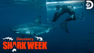 Jimmy Survives a GREAT WHITE ATTACK  Shark Week  Discovery [upl. by Llerryt]