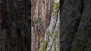 Master Of Camouflage The Treecreeper wildlifefilmmaker photography wildlifefilmmaking [upl. by Jemine]