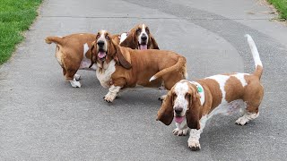 Basset hound buffoonery [upl. by Ylle]