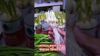 বোতলে রসুন চাষ করবেন কিভাবে  growing garlic facts gardening shorts [upl. by Onabru]