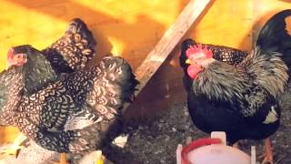 Barnevelder silver double laced 2013 [upl. by Gonzalez]