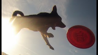 Australian Kelpie tricks frisbee and agility [upl. by Karen489]