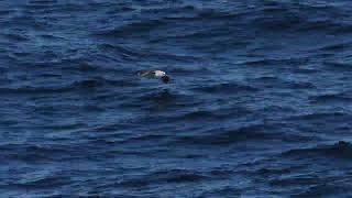 Grayheaded Albatross Off Southern Argentina [upl. by Cilegna]